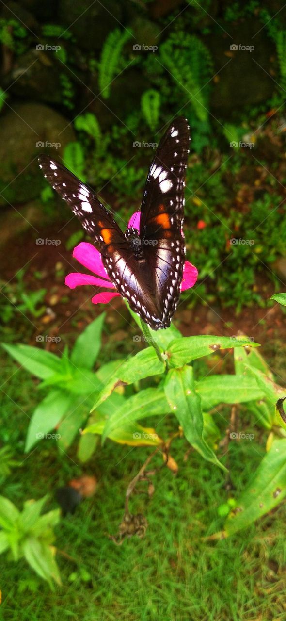 A beautiful butterfly perched on a flower is one of the natural garden decorations