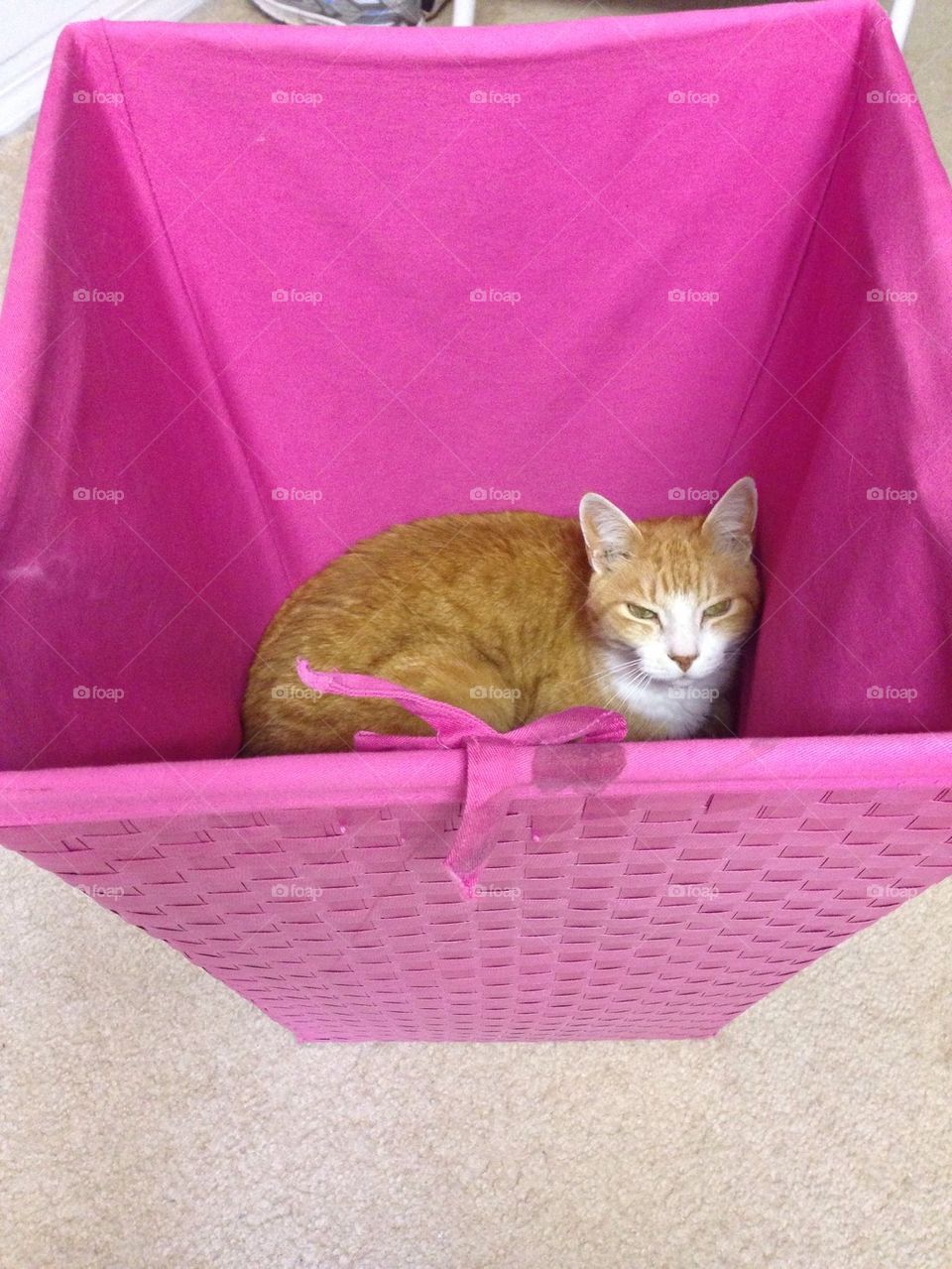 Kitty in a basket