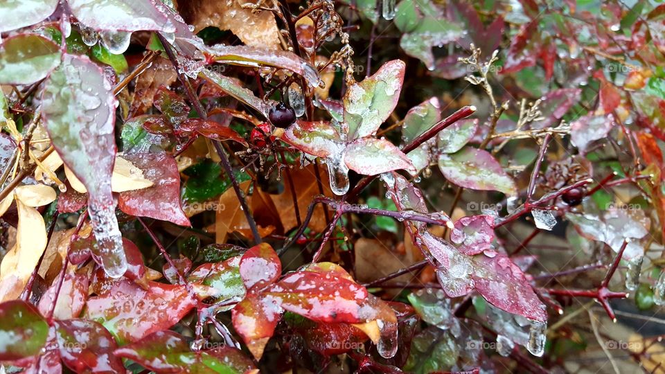 Frozen water droplets gathering on bright colored leaves makes this an elegant sight.