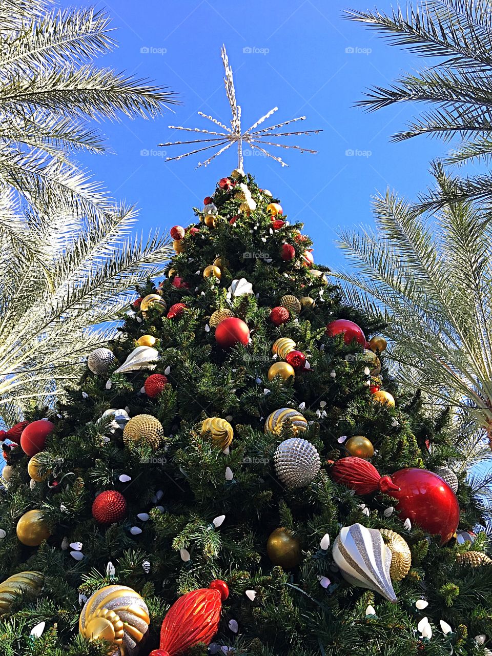 Desert Christmas tree.