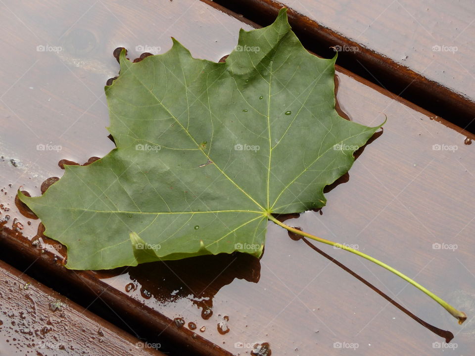 Leaf