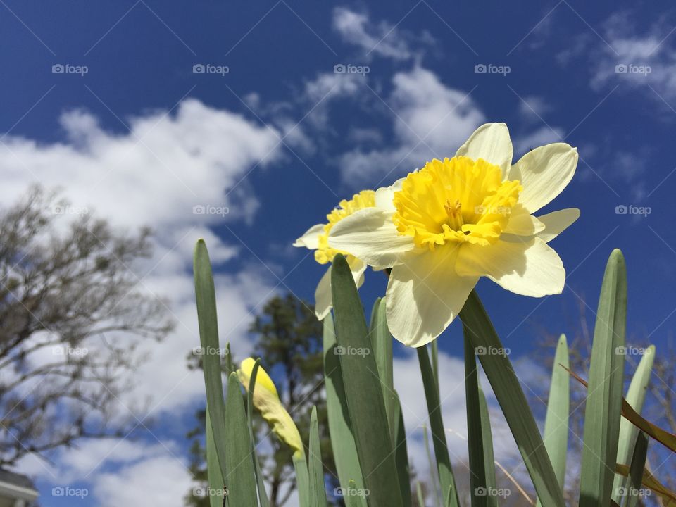 Blooming daffodils
