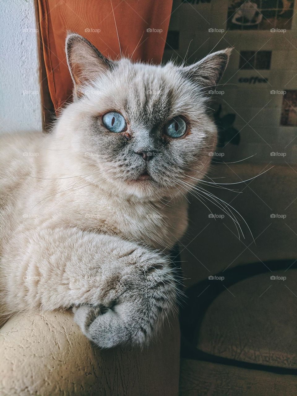 Portrait of grey beautiful fluffy cat close up at home