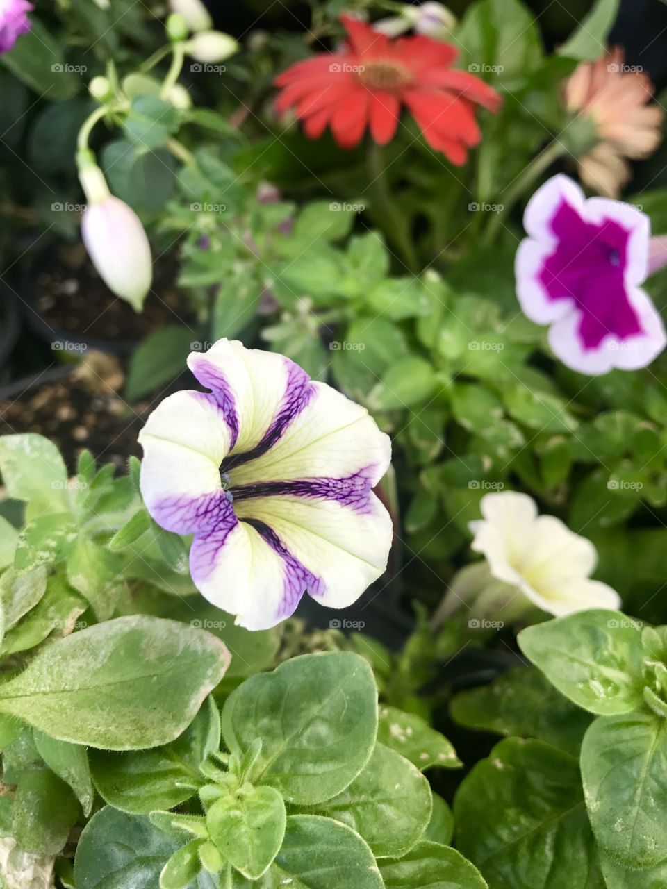 Purple and white morning glory flowers