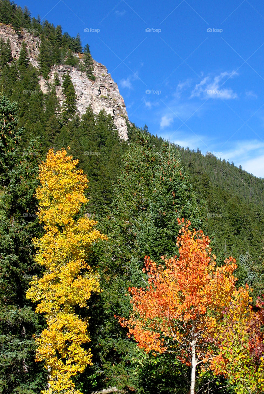 Fall aspen with mountain background