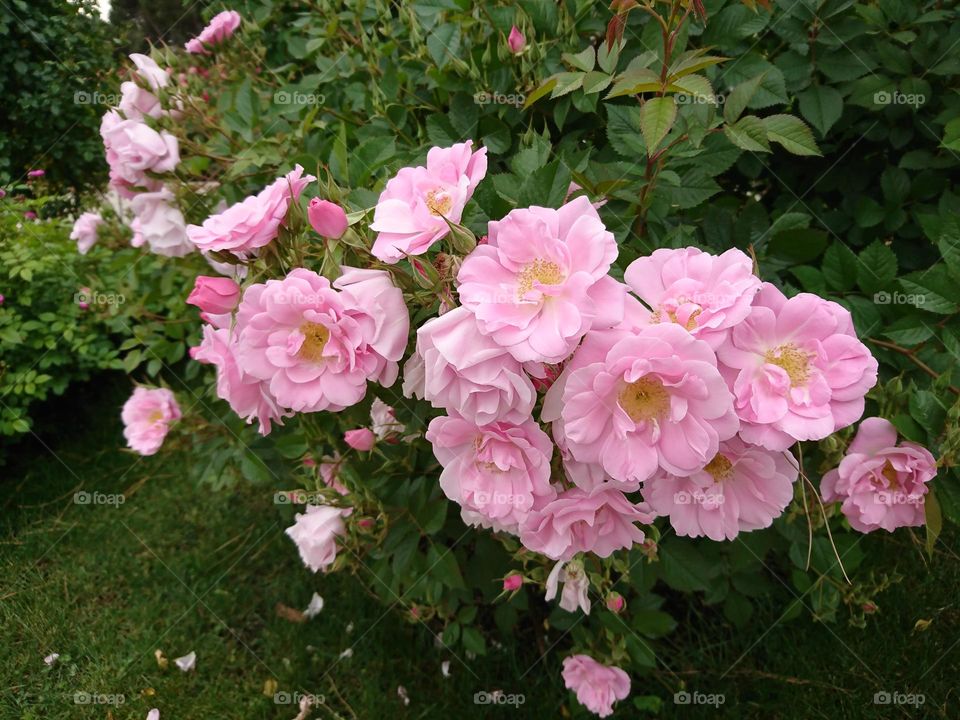 La fragancia de la rosa 