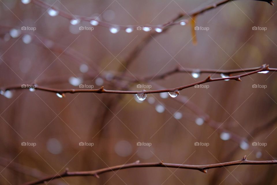 Close-up of rain droplets against blurry background. 