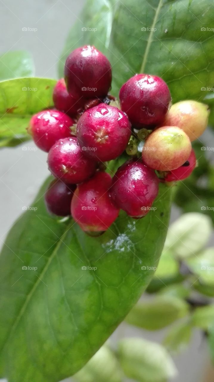 beautiful red fruits