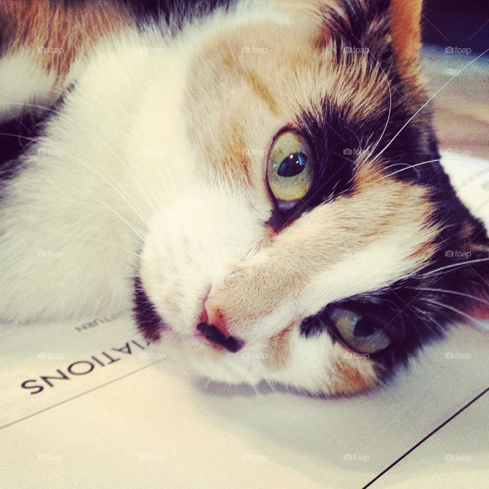 Calico cat laying on architectural plans