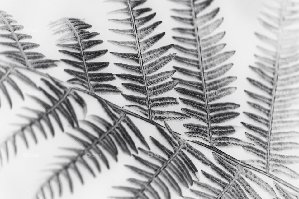 Fern leaves monochrome negative image