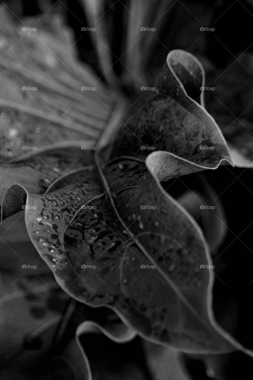 leaf texture in bw