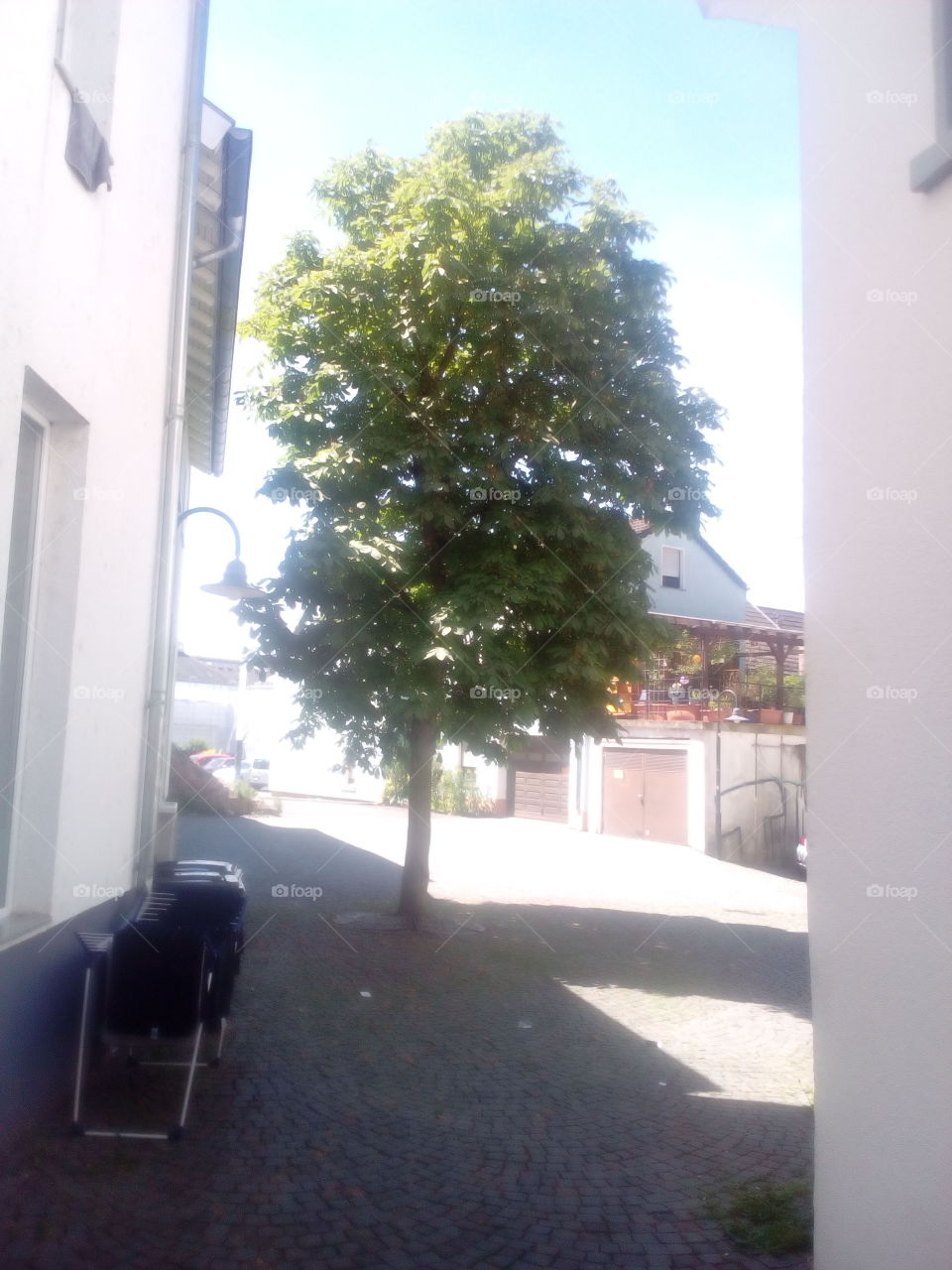 Einsamer Baum in der Stadt