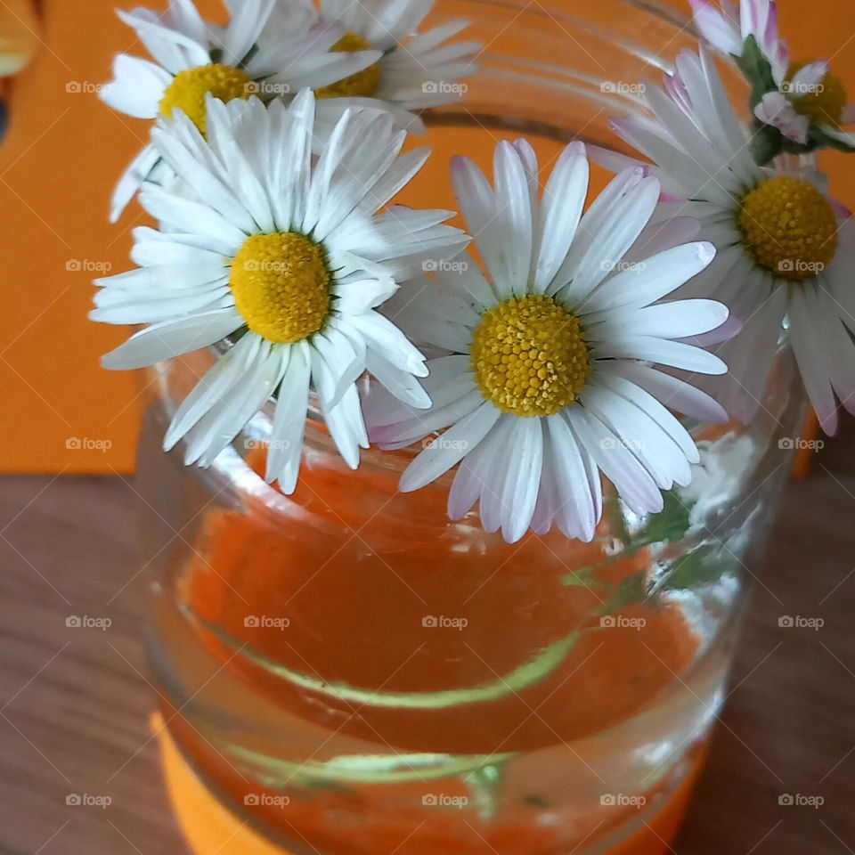 daisies