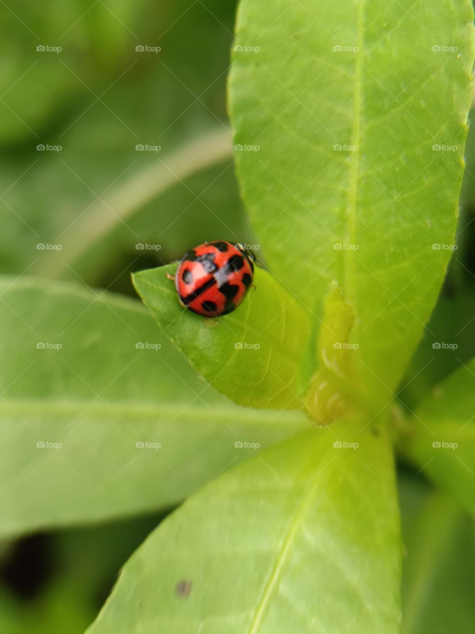 The ladybug
