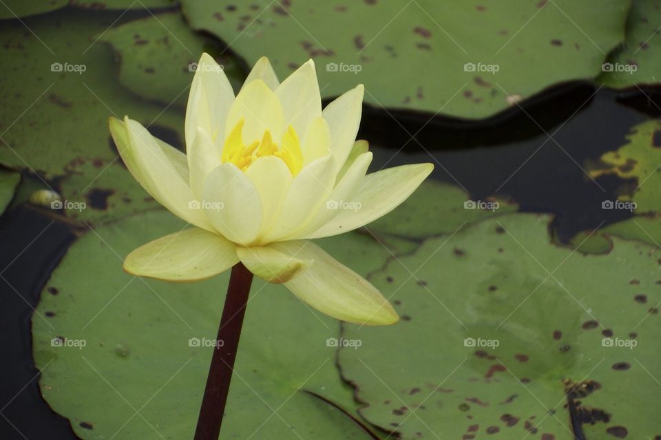 Waterlily. Waterlily
