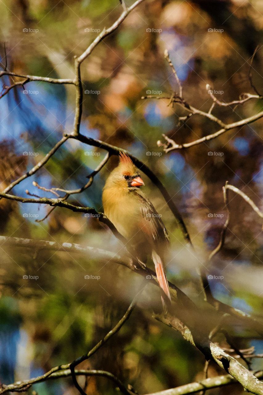  Fall color burst from female Northern Cardinal bird in the bokeh style trees