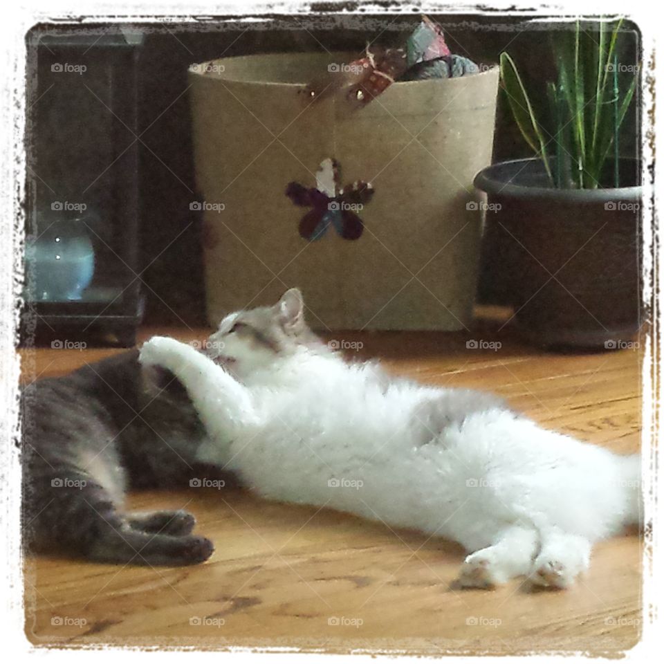 playtime. Chagall and Jax playing