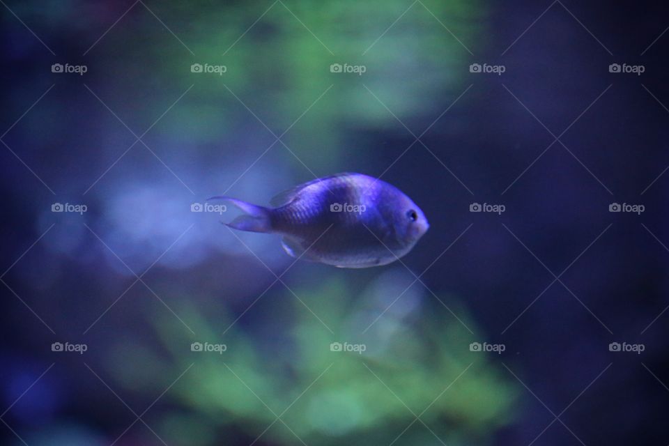 purple fish and blur. Taken at Ripley's Aquarium in Toronto