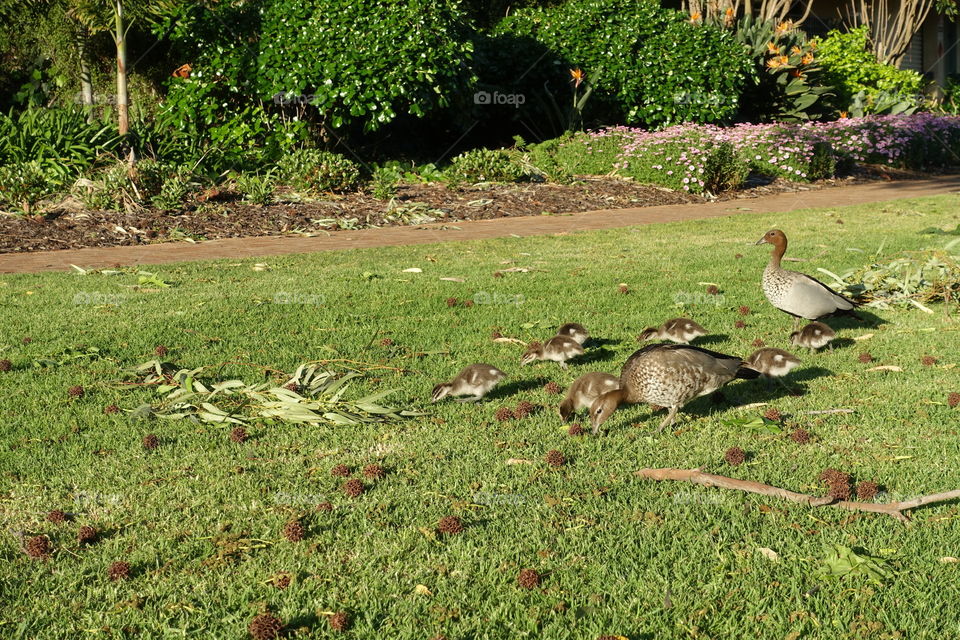 Australian wood ducks family is in the garden. A male duck is watching over ducklings and their mother.