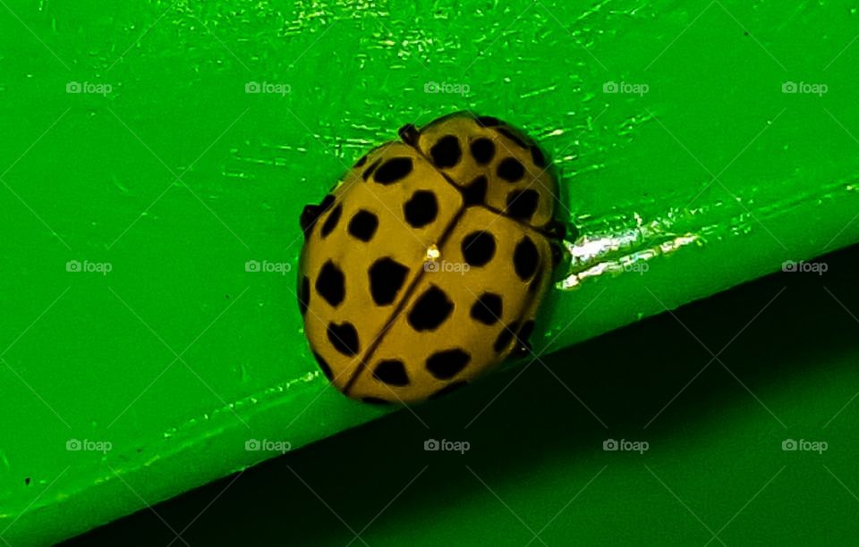 Coccinella gialla