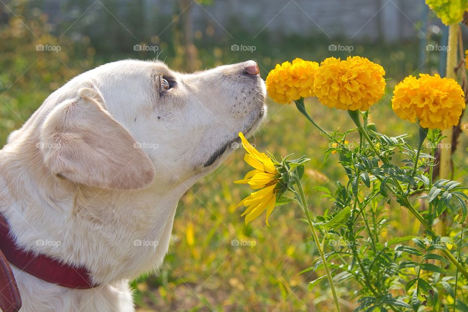 Happy dog. Happy dog on a background of flowers.