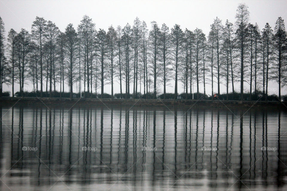 Reflection of tree trunk