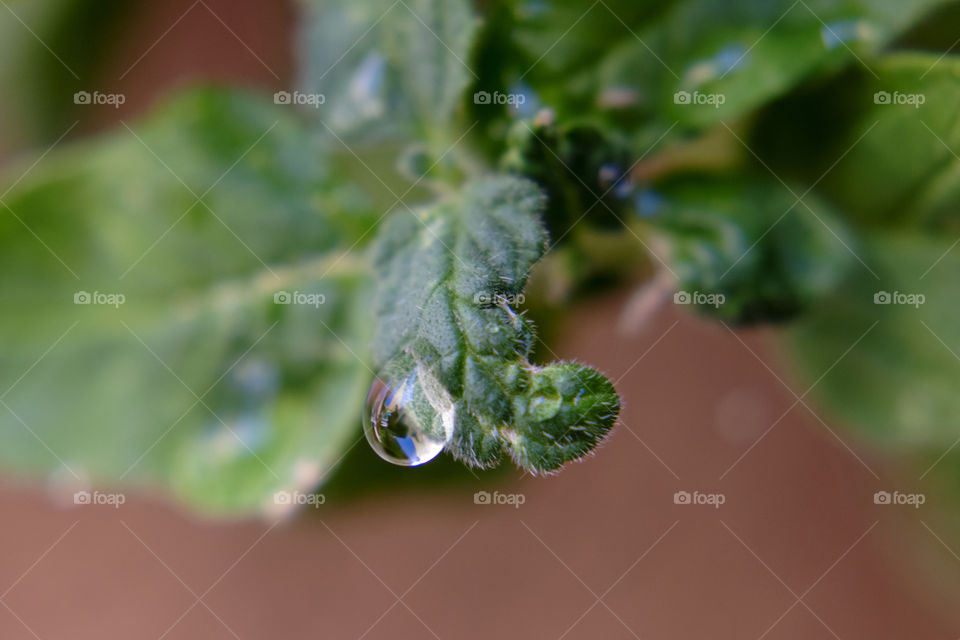 Raindrop on plants