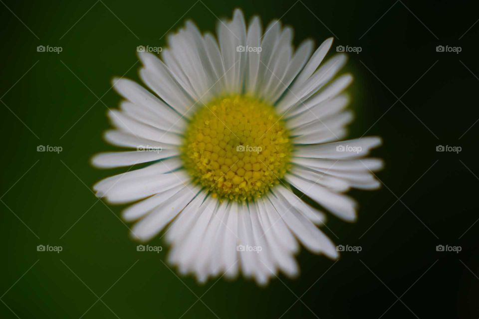 tiny daisy