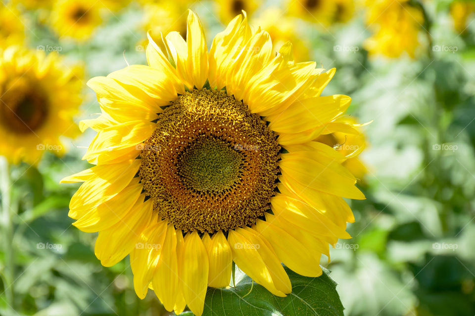 Nature, Summer, Flora, Flower, Leaf
