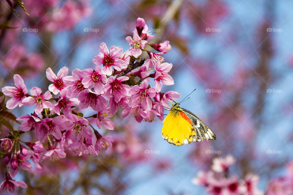 Butterfly and Cherry Flowers 