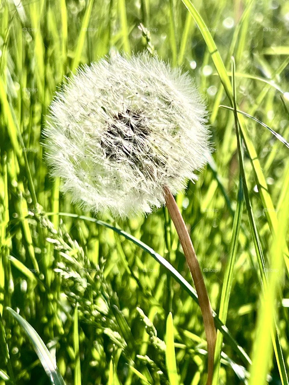 Одува́нчик — род многолетних травянистых растений семейства Астровые, или Сложноцветные 