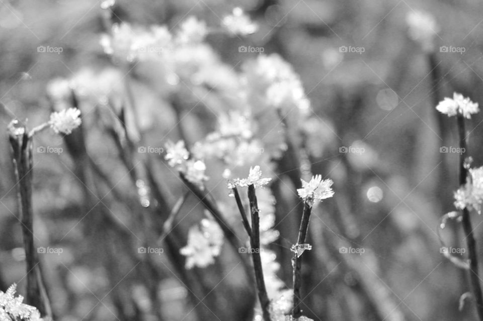 This monochrome closeup of a thin stemmed plant with tiny delicate frost crystals on the ends of the stems resembles spring cherry blossoms. 