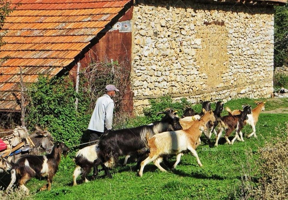 Herding the goats