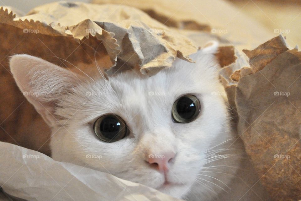 White cat poking its head out of a brown paper bag