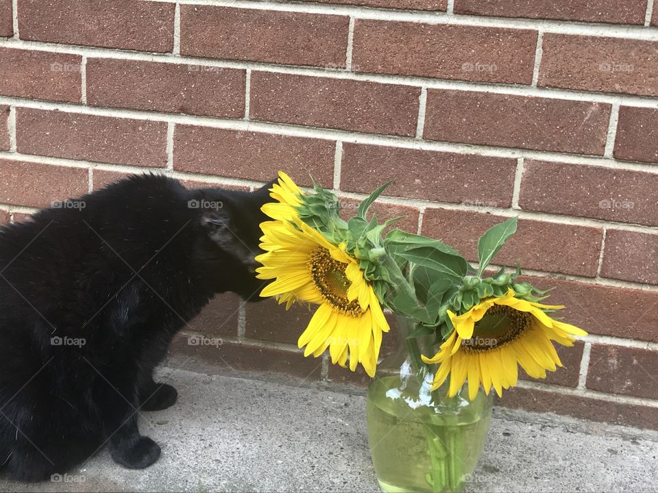 P.D.A. (Pet Displays of Affection)