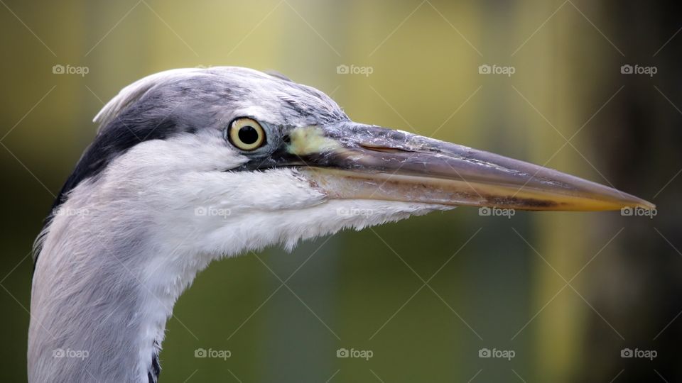 Gray heron