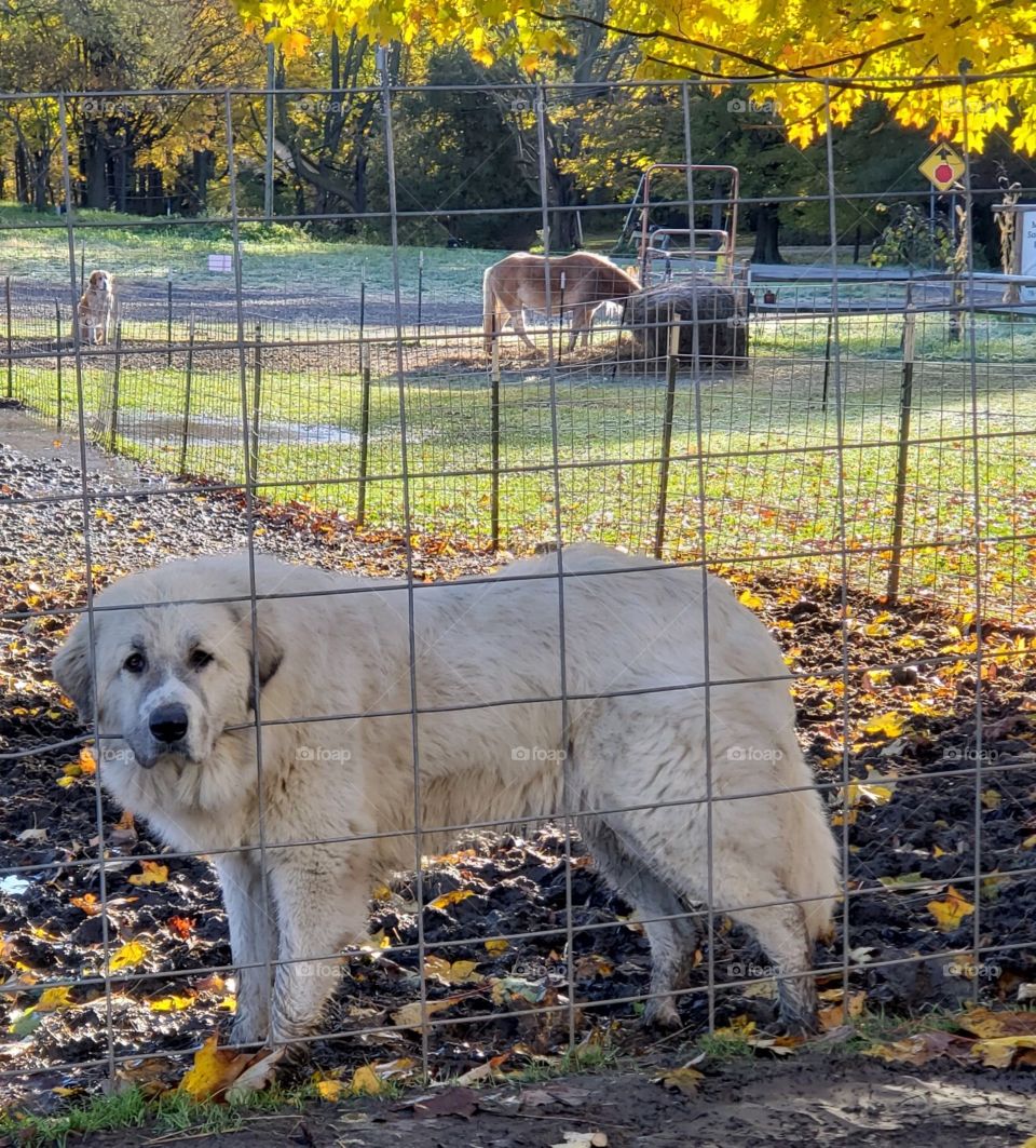 Livestock guardian dog at the fence. 