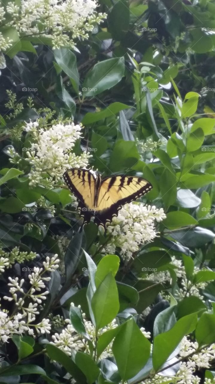 yellow swallowtail butterfly on white flowers