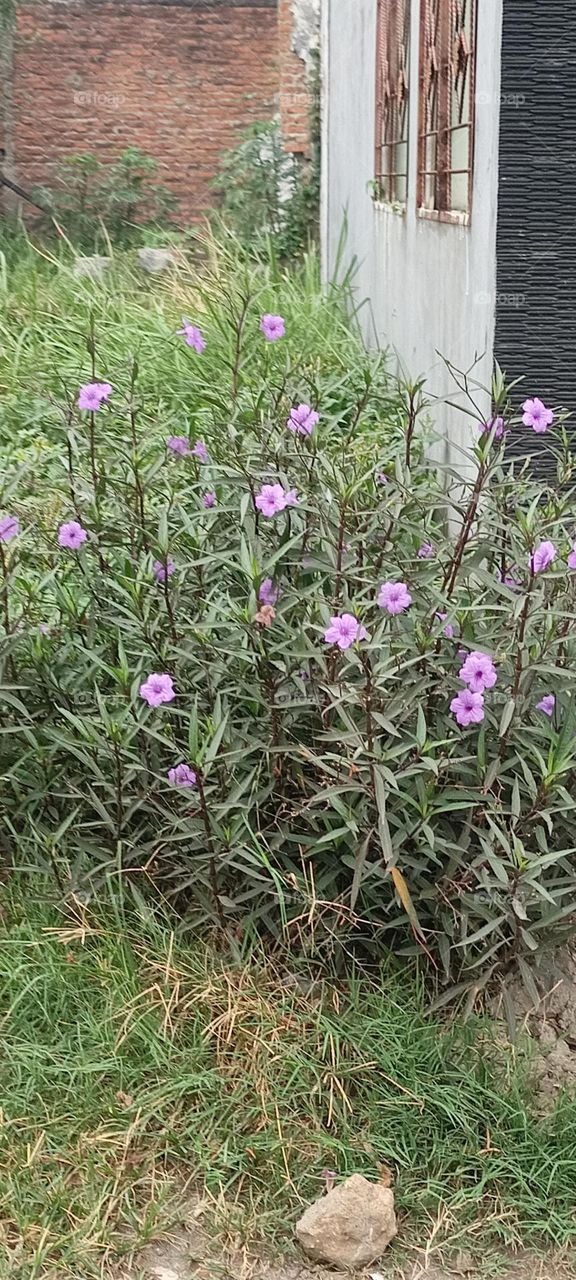 Beautiful Small Cute Purple Flower