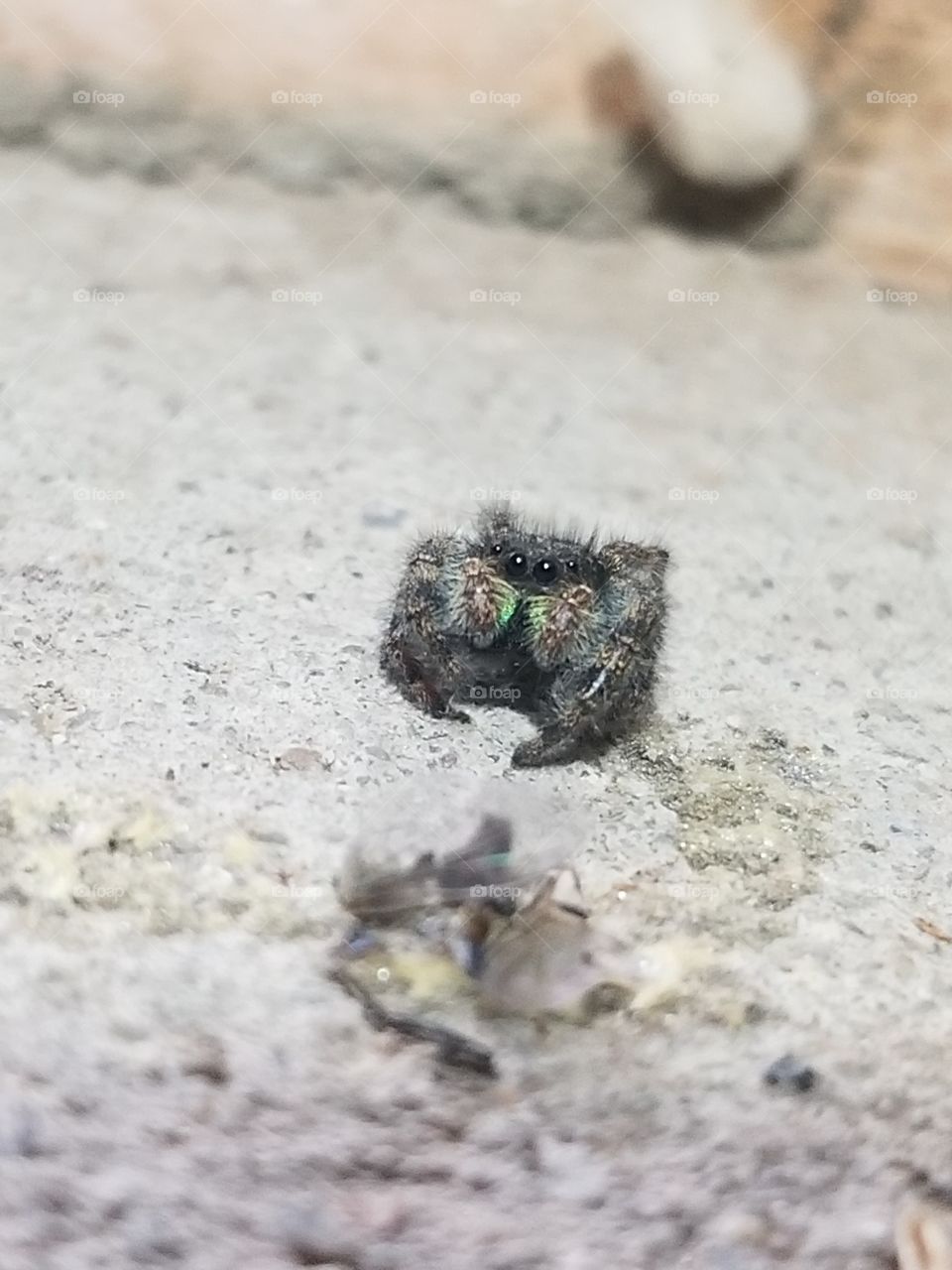 jumping spider