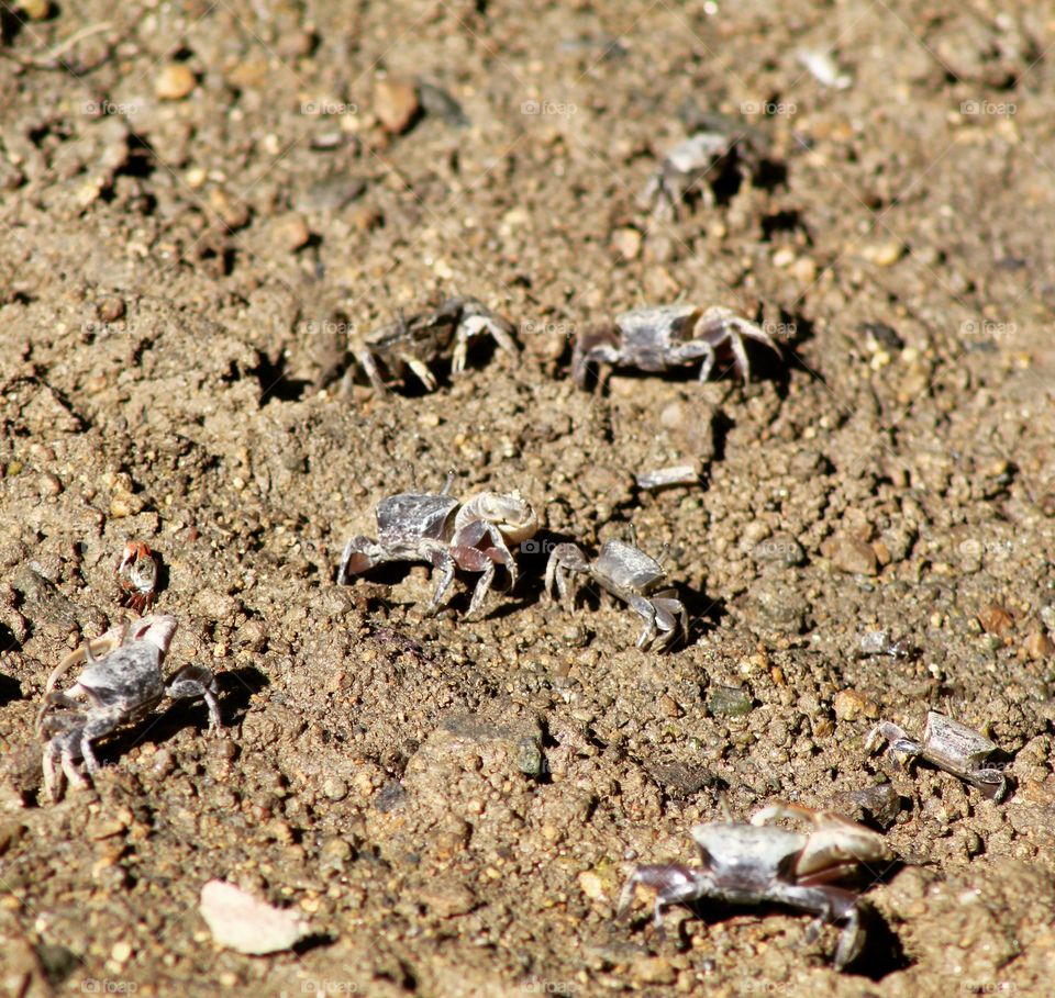 crabs