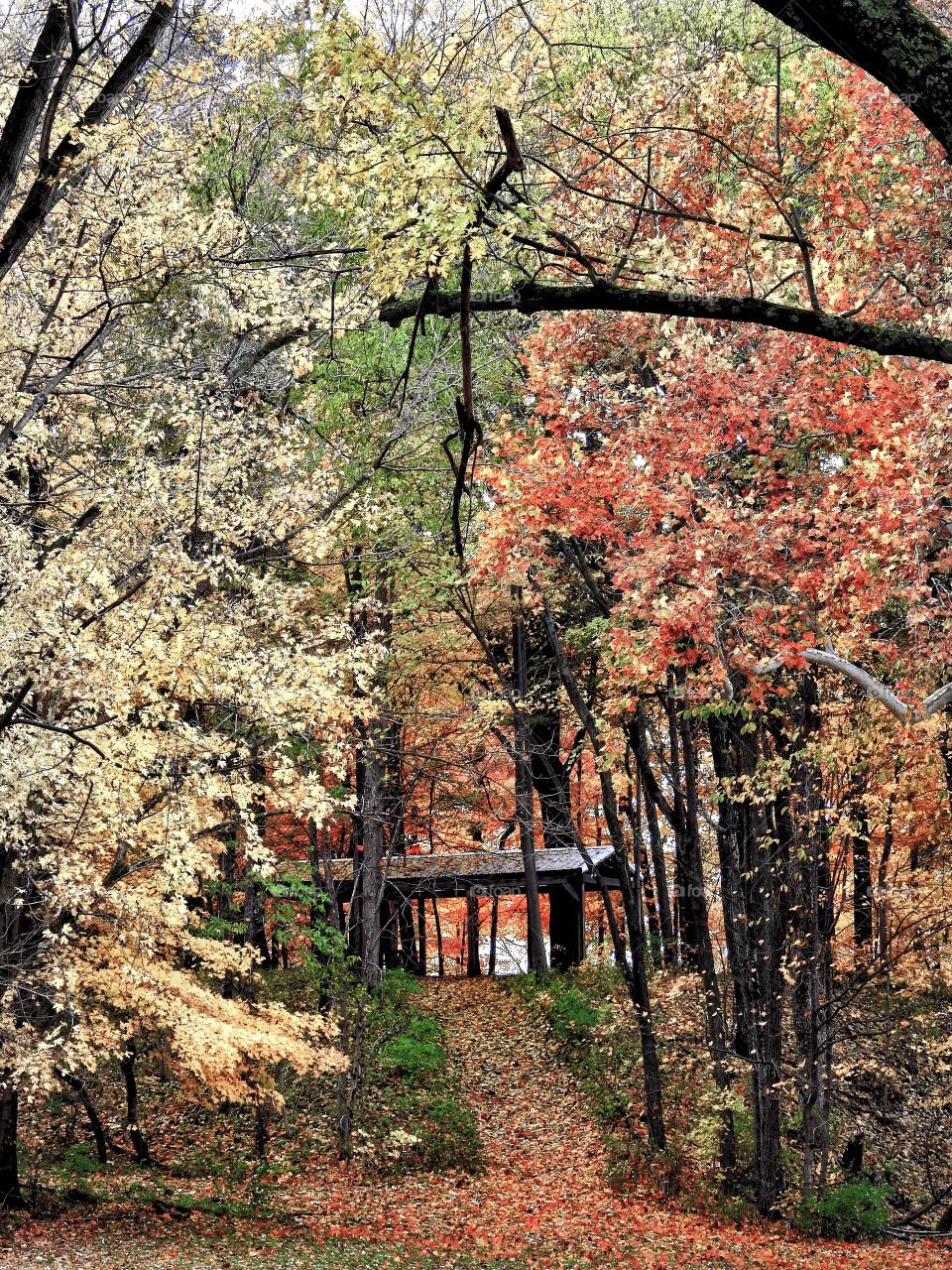 Fall views in a park in central Indiana. 