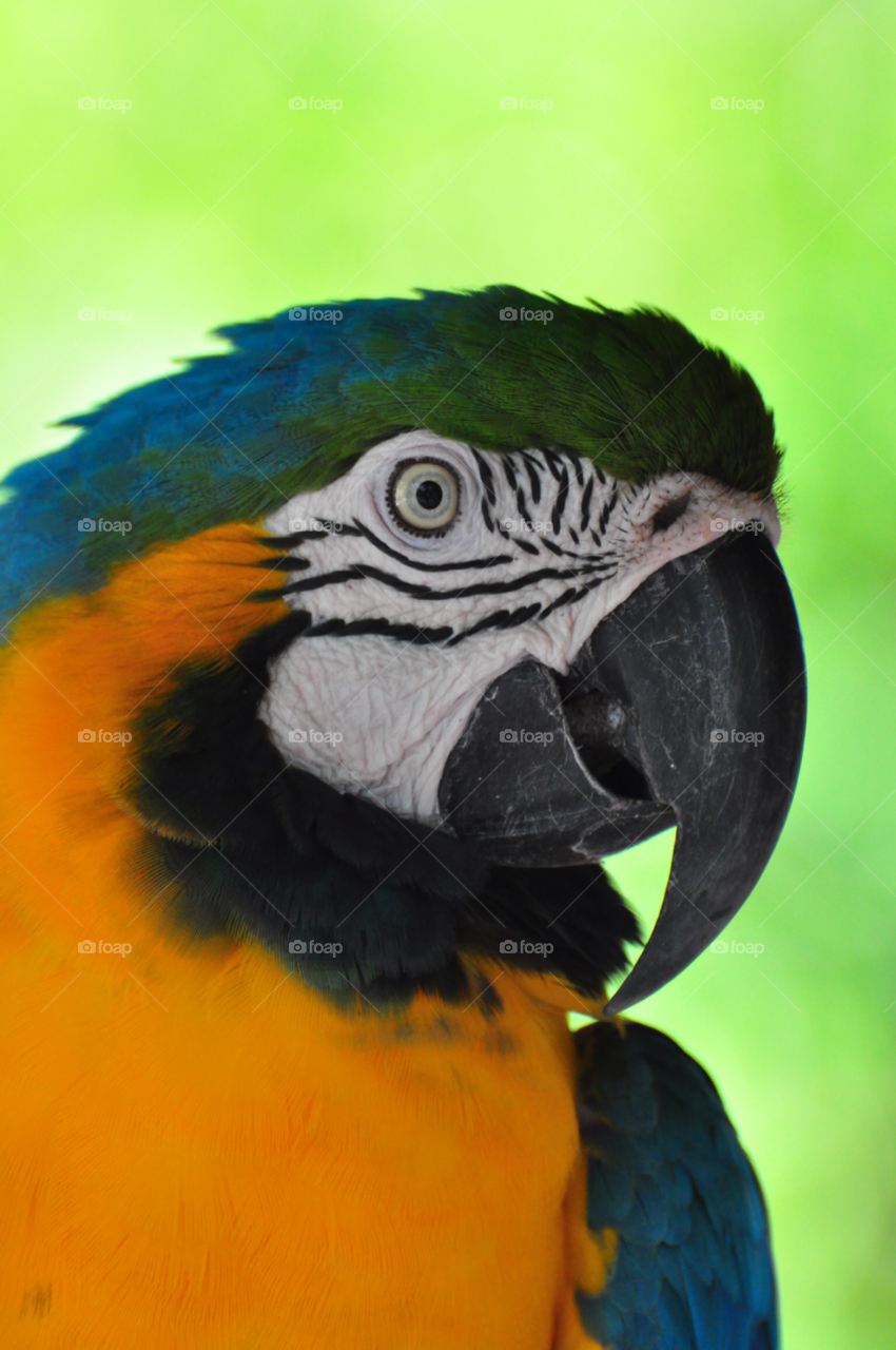 birds feathers wildlife parrots by tfmiller