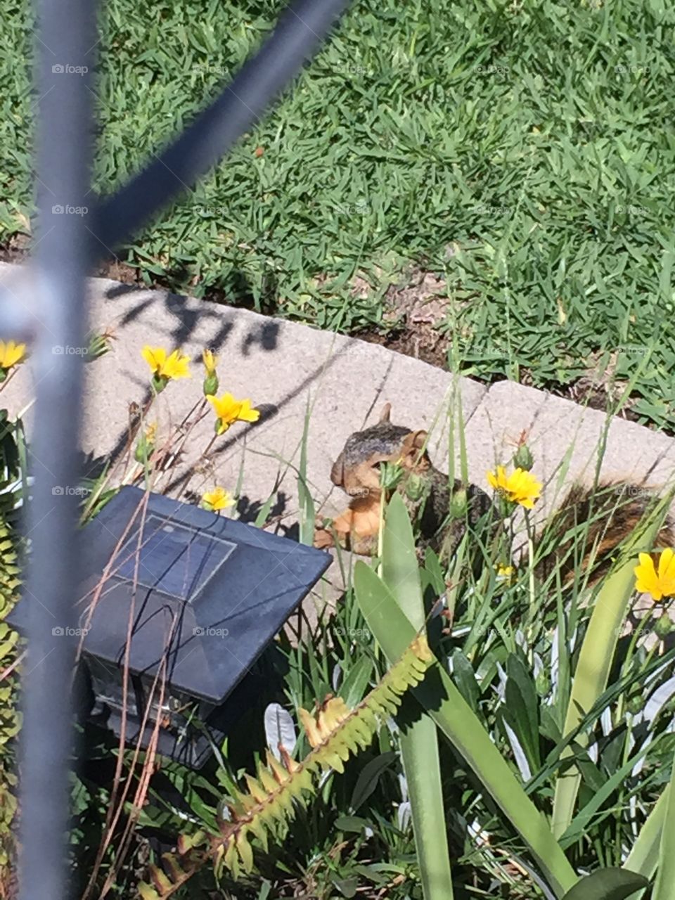 Squirrel snack time