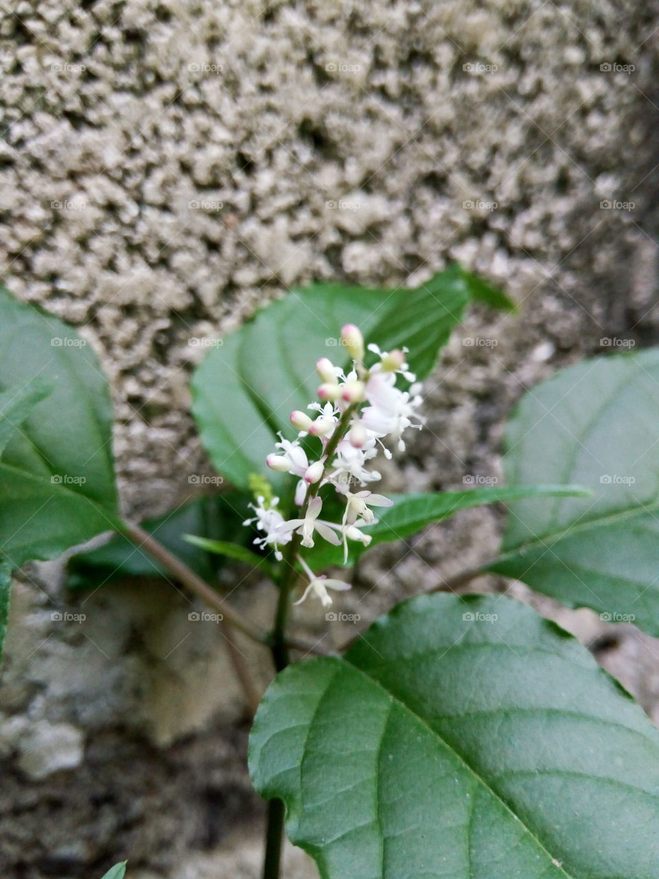 flower with Snow White blooms