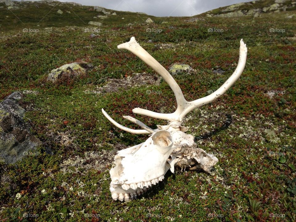 reindeer skull