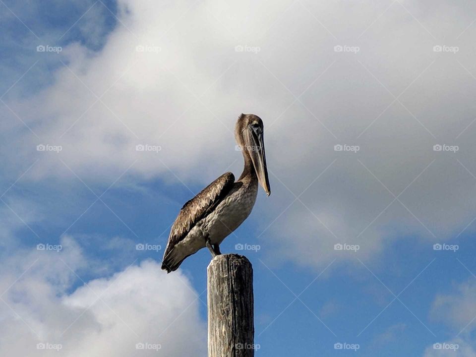pelican looking for some lunch