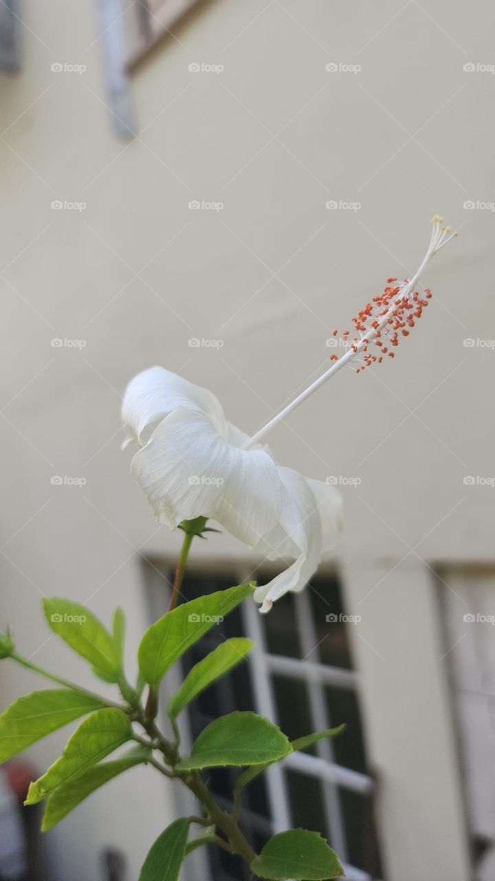 white hibiscus