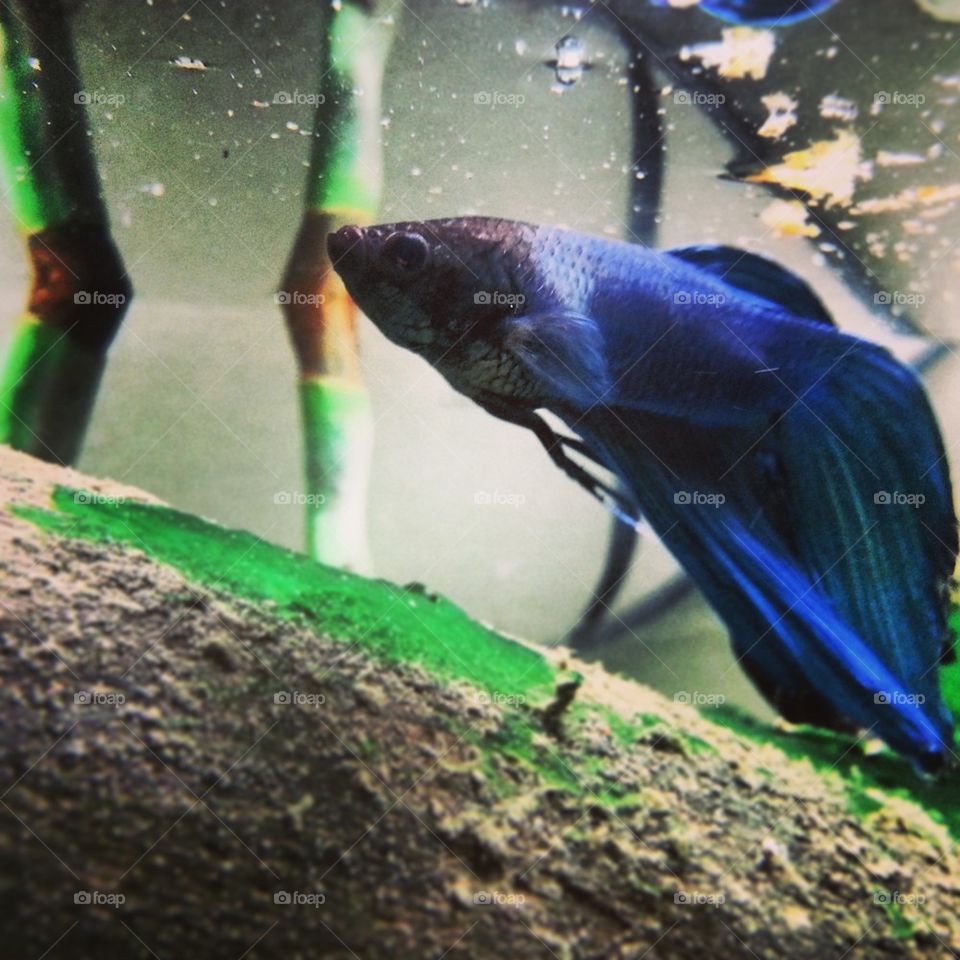 Japanese Betta