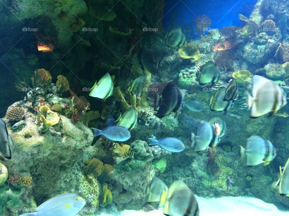 Marine life